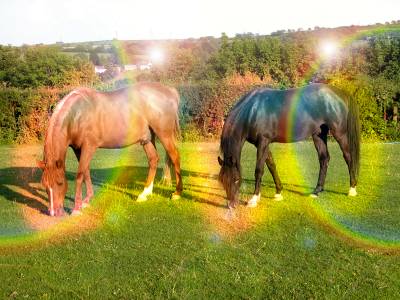 horses with rainbow arcs in background