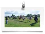 "Parelli Natural Horsemanship Clinic July 2010"