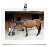 "Visit by the Equine Dental Technician (2012)."