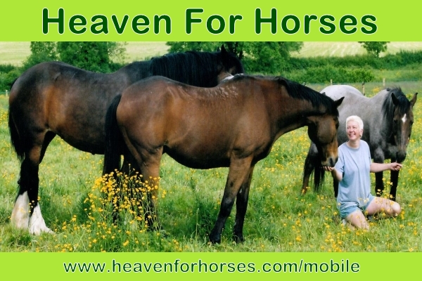 Heaven For Horses